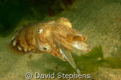Cuttlefish eating a sand eel, Hope Cove, Devon.  Taken us... by David Stephens 